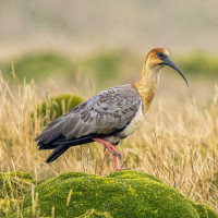 Andean Ibis